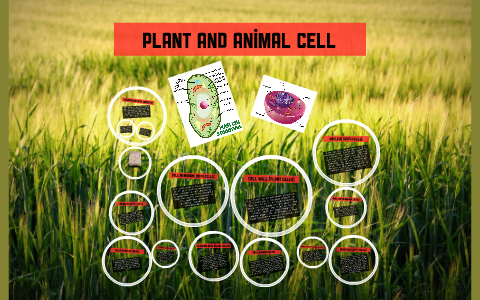 Plant and animal cells by Lucas Denis on Prezi