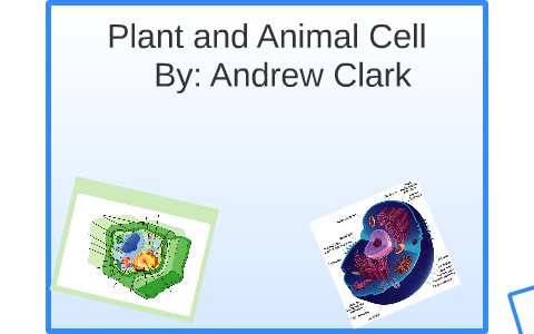 Plant and Animal Cell by Andrew C on Prezi