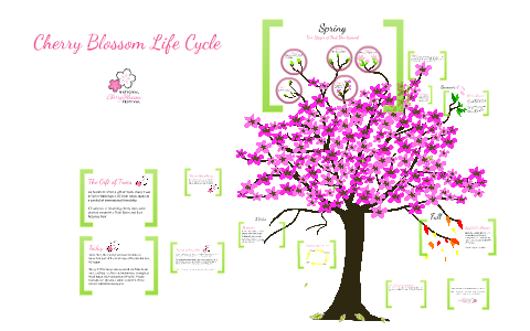 Cherry Blossom Life Cycle By National Cherry Blossom Festival