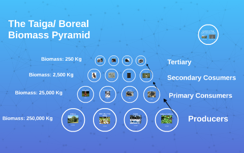 hibou pyramide de biomasse