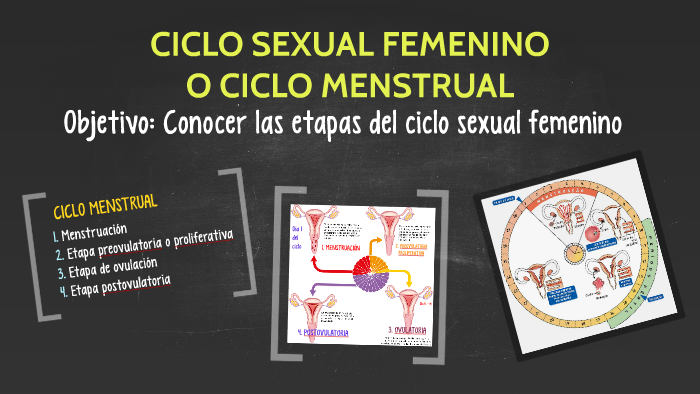 Ciclo Sexual Femenino O Ciclo Menstrual By Daniela Aguila 3112