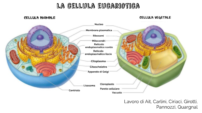 La Cellula Eucariotica By Sara Ciriaci On Prezi Next