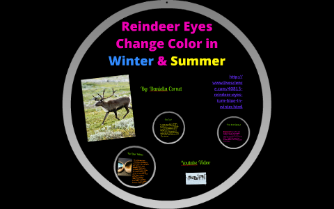 Reindeer Eyes Change Color in Summer & Winter by daniella smith on Prezi