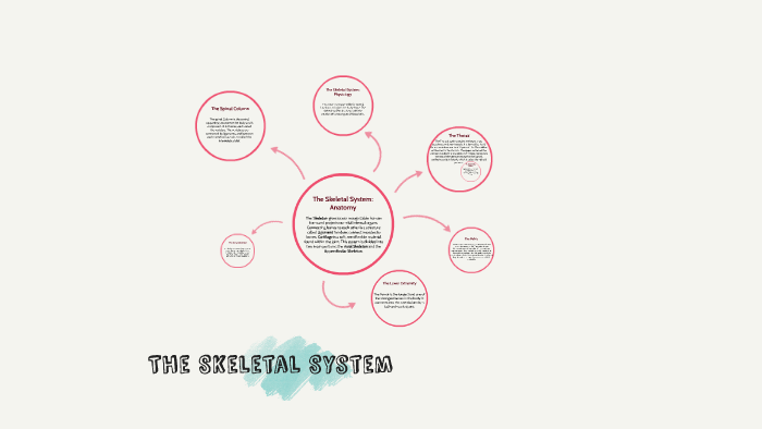 The Skeletal System: Anatomy by Allison Cid on Prezi