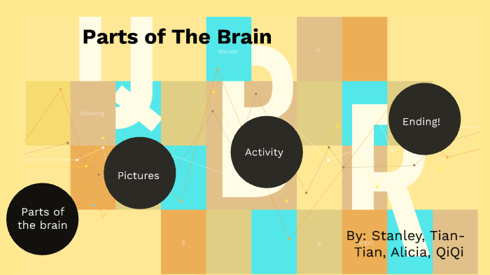 The Parts Of The Brain by Stanley Chen on Prezi