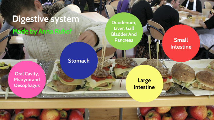 Digestive system by Anna Ruhof on Prezi