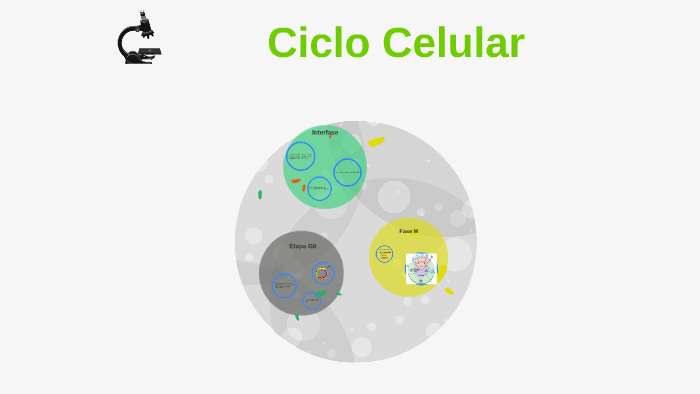 Ciclo Celular by Edu VL on Prezi