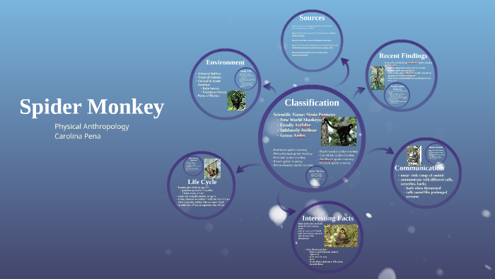 Spider Monkey by Carolina Pena on Prezi