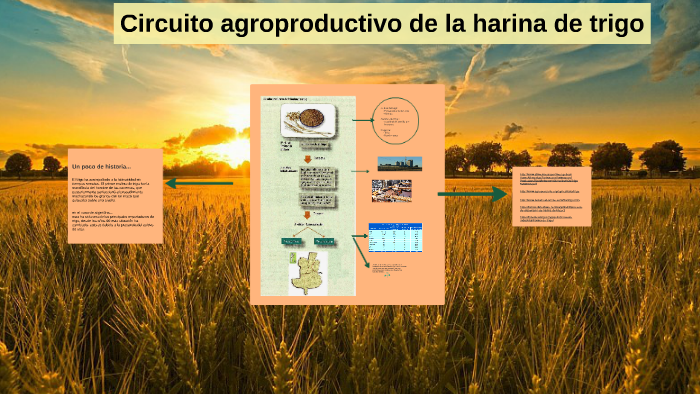 Circuito agroproductivo de la harina de trigo by sol noe on Prezi