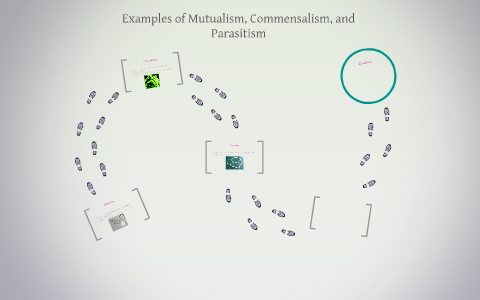 Examples Of Mutualism Commensalism And Parasitism By Amanda