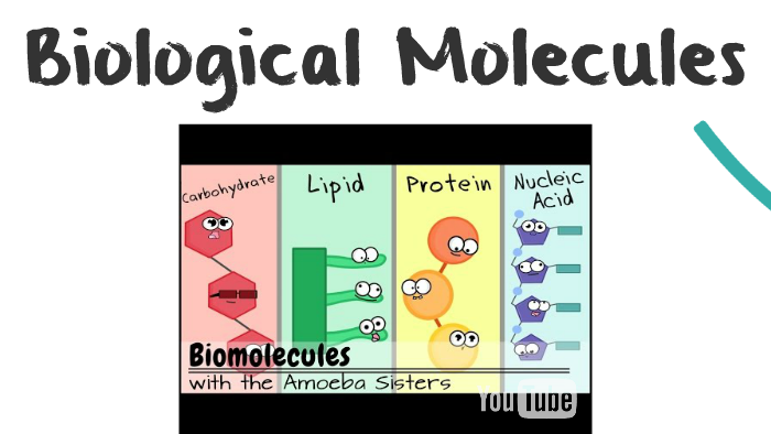 biological-molecules-by-karla-geron-on-prezi