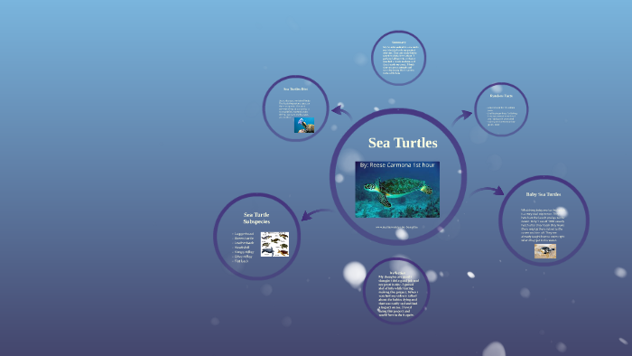 Sea Turtles by Reese Carmona on Prezi
