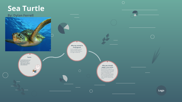 Sea Turtle by Whitney Allen on Prezi
