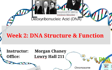 Lab 2: DNA Structure and Function by Morgan Chaney on Prezi