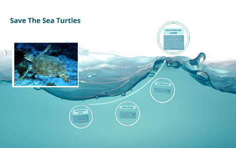 Save The Sea Turtles by Samantha Haymes on Prezi
