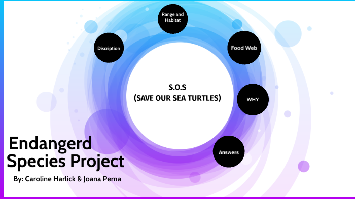 SEA TURTLE PROJECT by Caroline Harlick on Prezi