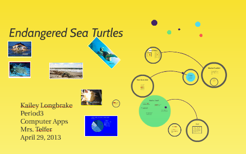 Endangered Sea Turtles by Kailey Longbrake on Prezi