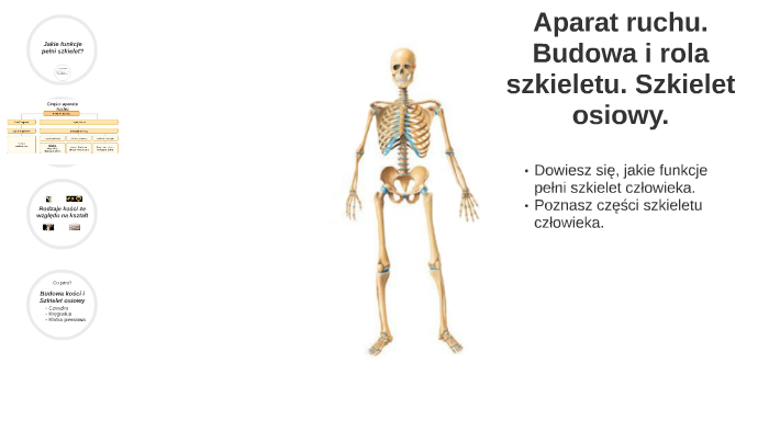 Test Z Biologii Klasa 7 Aparat Ruchu Aparat ruchu. Budowa i rola szkieletu. Szkielet osiowy. by Aleksandra