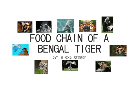 FOOD CHAIN OF A BANGAL TIGER by alexa grogan