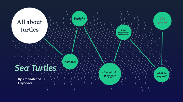 Sea Turtles by Caydance sunduk on Prezi