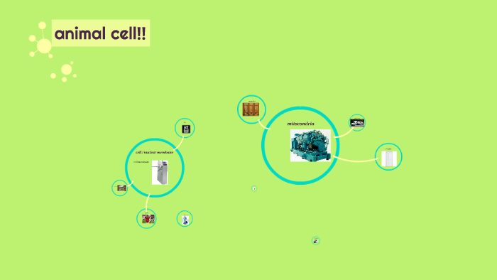animal cell!! by alex c on Prezi