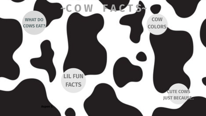 Cows by Aspen S on Prezi