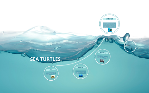 SEA TURTLES by Kara K on Prezi