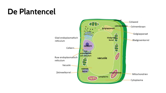 Plantencel Twijfels Over Biologische Alternatieven Voor Kunstmest Plantencel Twijfels Over Biologische Alternatieven Voor Kunstmest