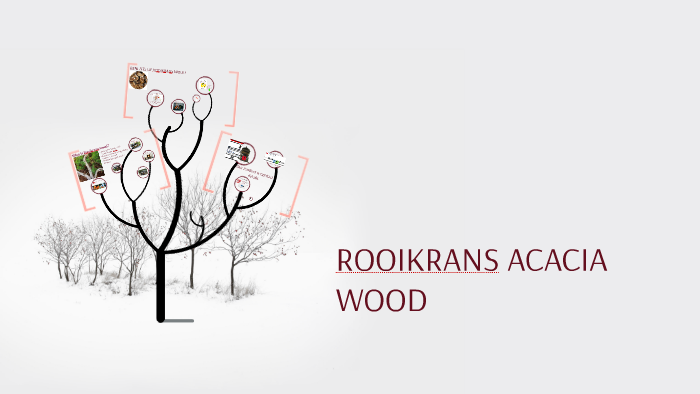 Rooikrans Acacia wood by Silver Eze on Prezi