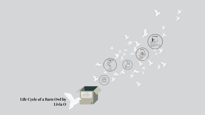 Life Cycle Of A Barn Owl By Toluleke Ogunsanya On Prezi