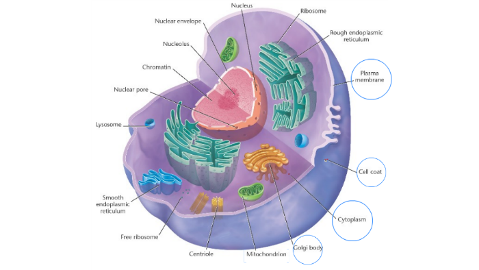 The cell membrane (also known as the plasma membrane or cyto by mody 10