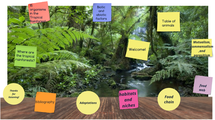 Tropical Rainforest Presentation by Joe Clugston on Prezi