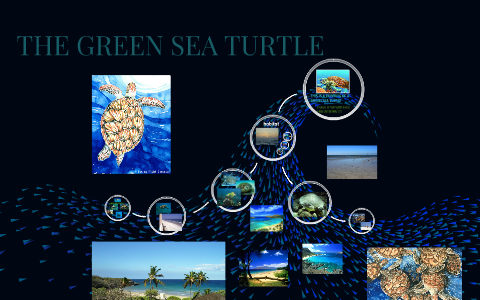 GREEN SEA TURTLES by Claudia Morrison on Prezi