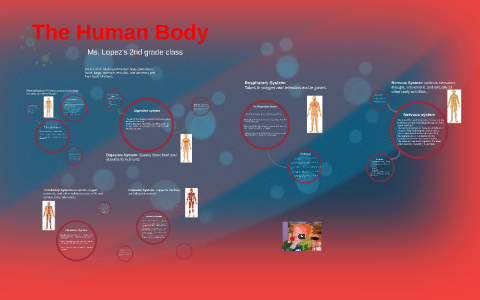 The Human Body by Gabriela Lopez on Prezi