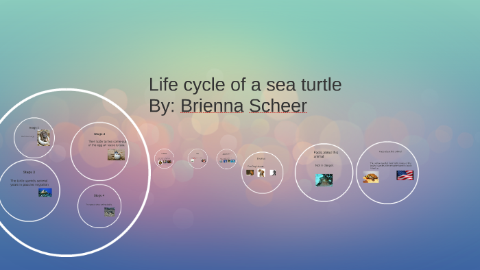 Life cycle of a sea turtle by Chelsea Vortherms on Prezi