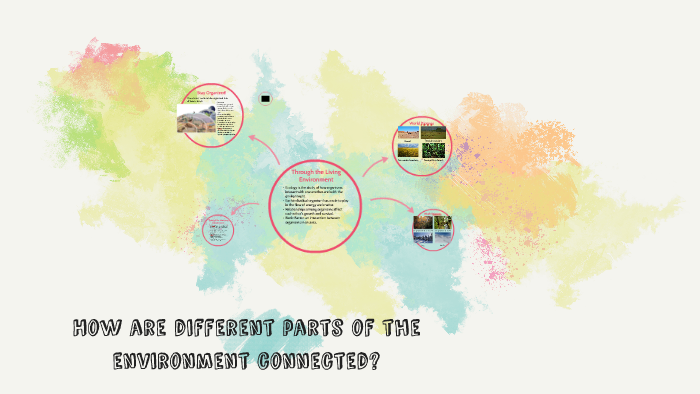 How are different parts of the environment connected? by Chris Bierman