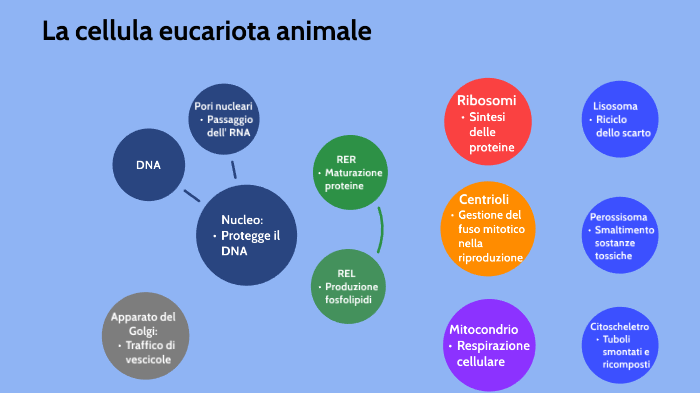 Cellula eucariota animale by Luca Martinoli on Prezi