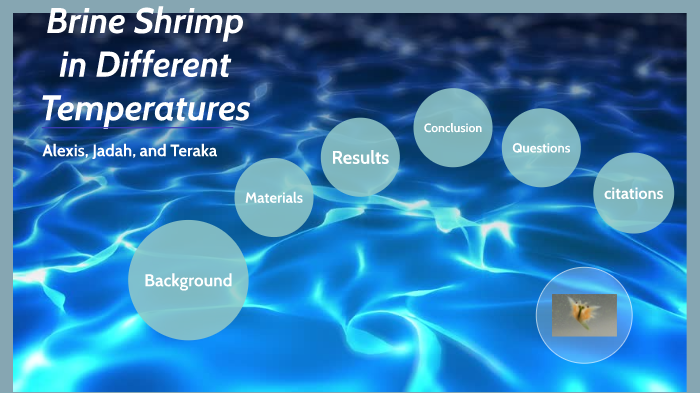 Alexis Rohrer Brine shrimpos by Alexis Rohrer on Prezi
