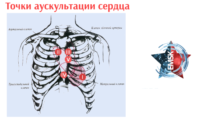 Точки аускультации сердца рисунок