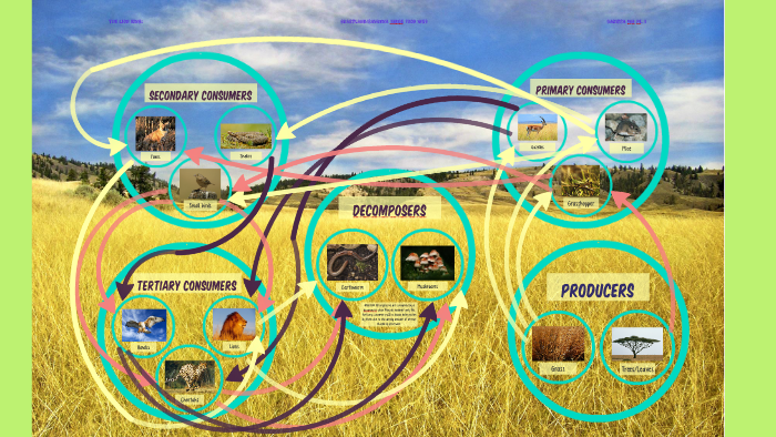 The Lion King Food Web by Carissa Ing on Prezi