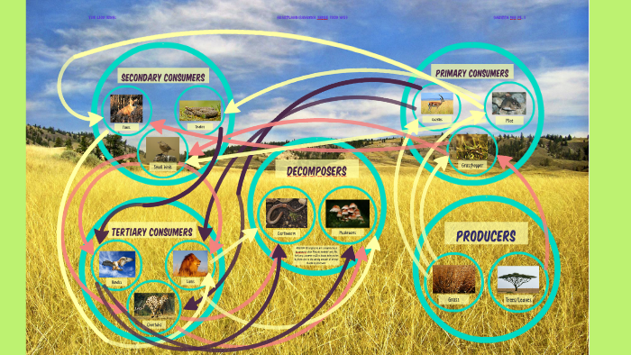 The Lion King Food Web By Carissa Ing