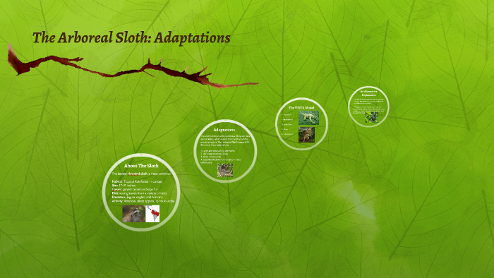 The Arboreal Sloth: Adaptations by Kari Walton on Prezi