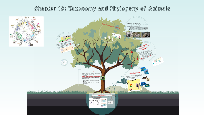 Chapter 10: Taxonomy and Phylogeny of Animals by Peggy Wright on Prezi