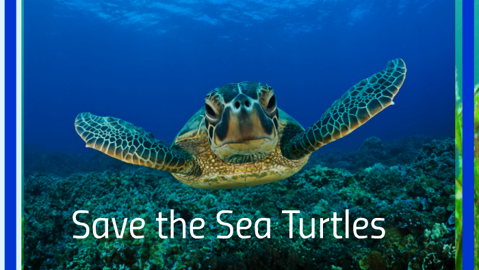 Save the Sea Turtles by hannah magathan on Prezi