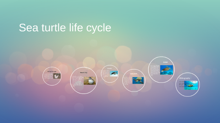 Sea turtle life cycle by patricia bickerton on Prezi