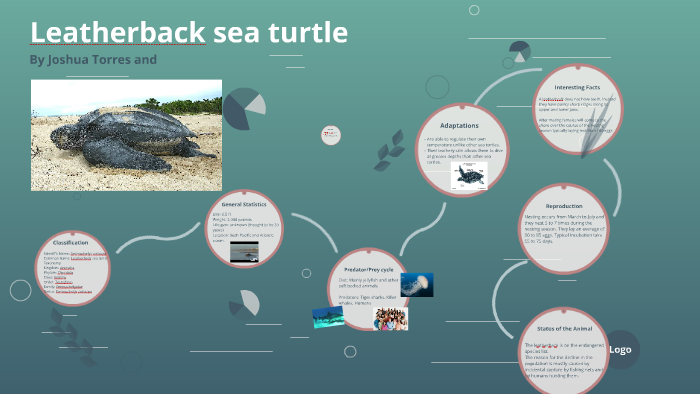 Leatherback sea turtle by Joshua Torres on Prezi