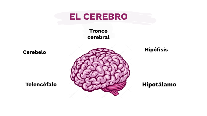 El Cerebro by Julia Eder on Prezi