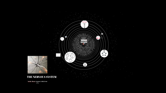 THE NERVOUS SYSTEM by on Prezi