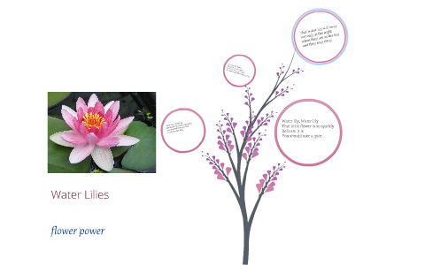 Water Lily Poem by Aaliyah DeBow on Prezi