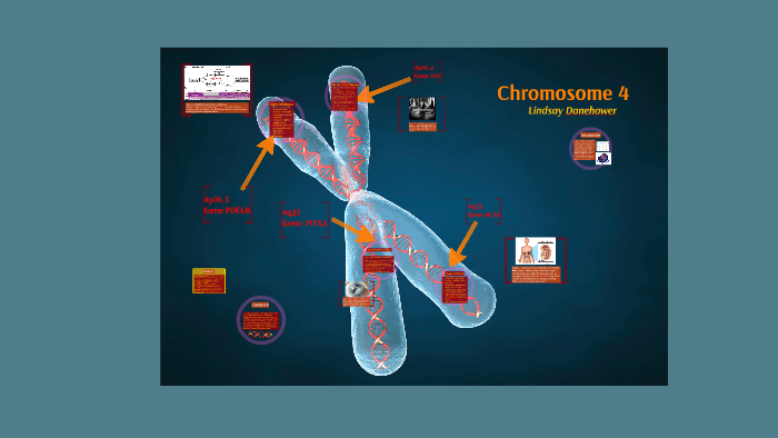 4 хромосома заболевание